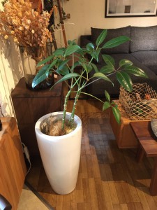 観葉植物　インテリア　富山家具4